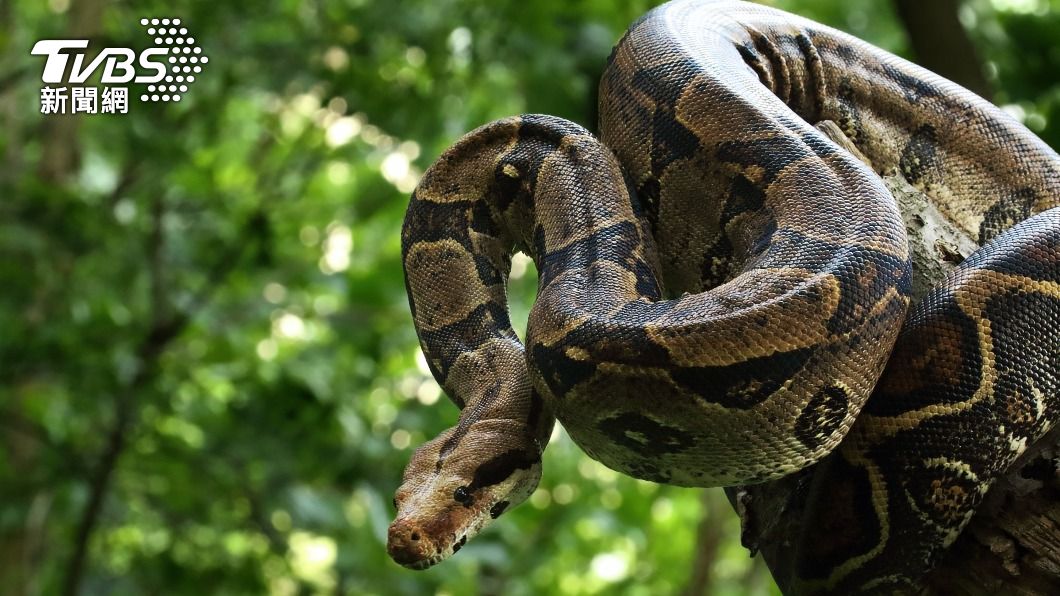 美國有豐富經驗的養蛇人遭5.5米巨蟒勒頸亡。（示意圖／shutterstock達志影像）