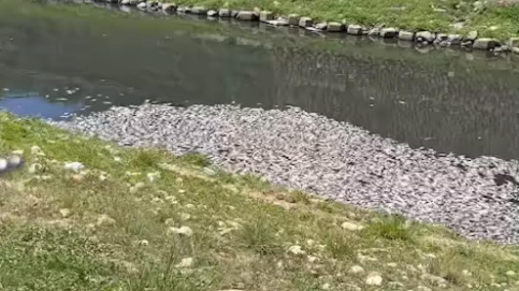桃園老街溪出現大量魚群暴斃。（圖／翻攝自黃崇真臉書）