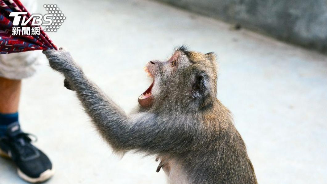 日本山口市不斷傳出居民遭猴子攻擊的事件。（示意圖／shutterstock 達志影像）