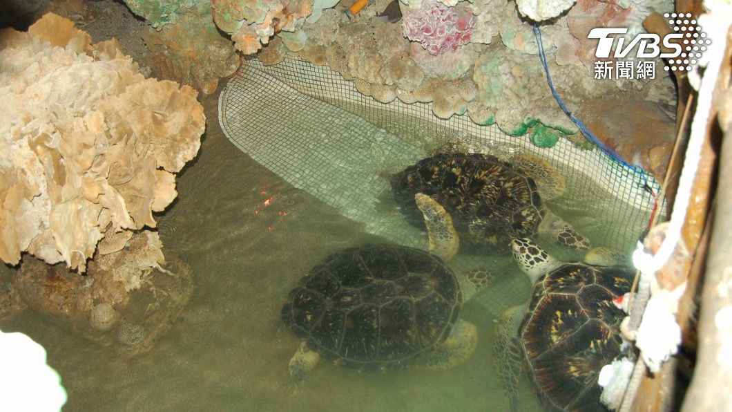 澎湖大義宮所飼養的保育類海龜，將由專業評估後擇期野放。（圖／中央社）