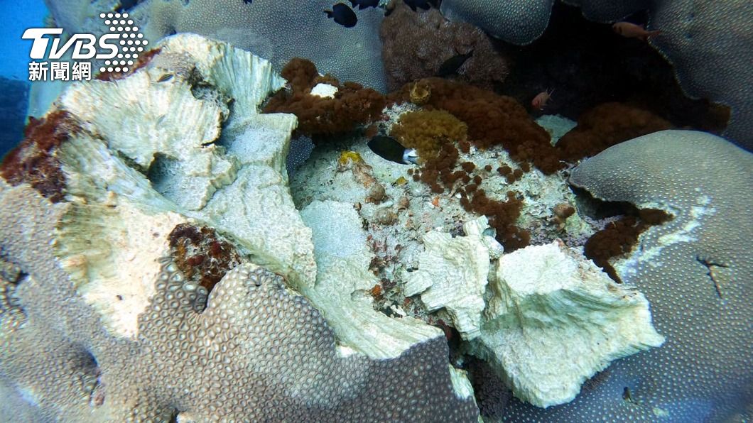 綠島石朗珊瑚礁遭破壞。（圖／中央社）