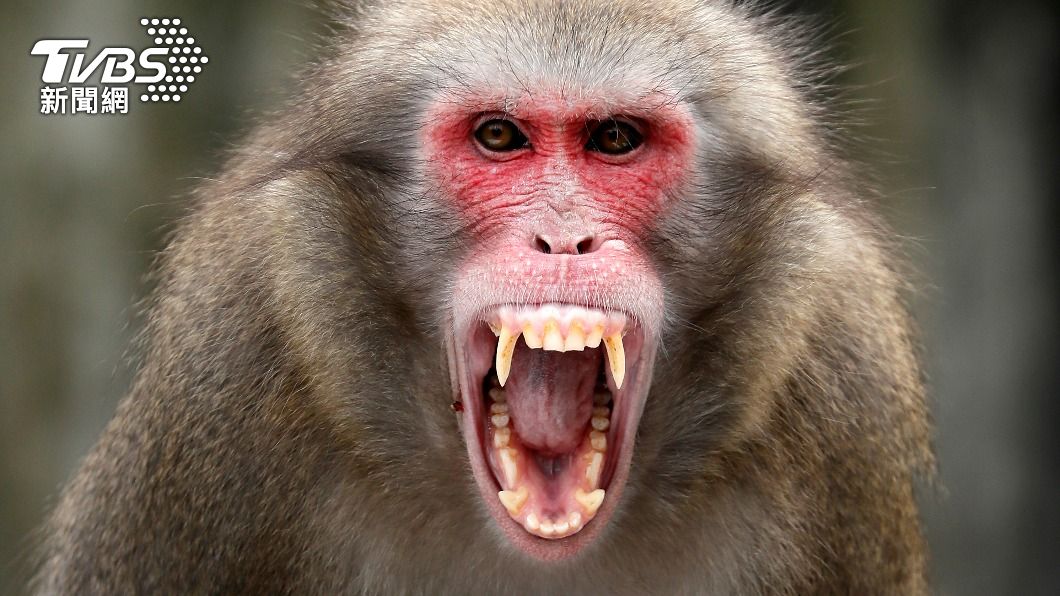 日本山口市這個月開始爆發「猴害」。（示意圖，非當事猴／達志影像歐新社）