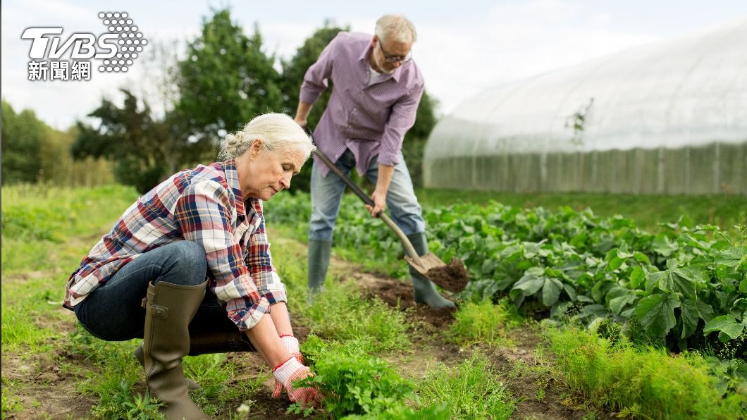 最新研究顯示園藝開心農場能夠降低患上「老人癡呆」的風險。（示意圖／shutterstock達志影像）