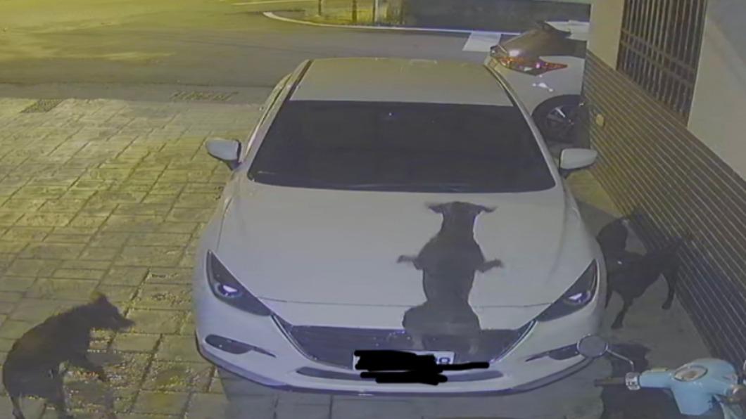 一名網友在PTT上分享自己的車輛被野狗攻擊的影片受到熱議。（圖／翻攝自PTT）