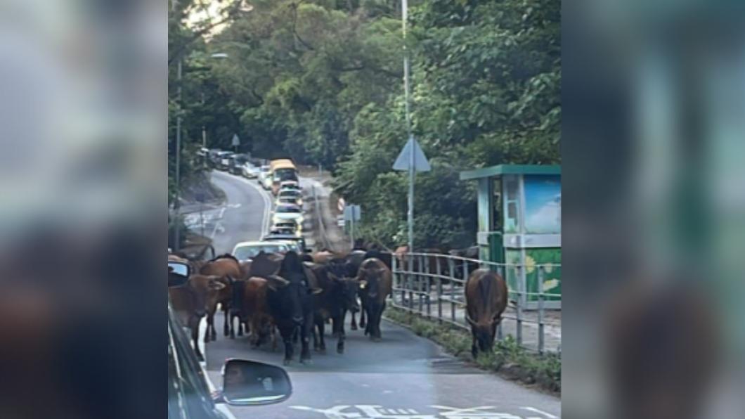 牛群導致交通堵塞。（圖／翻攝自FACEBOOK 香港交通事故及突發事件）