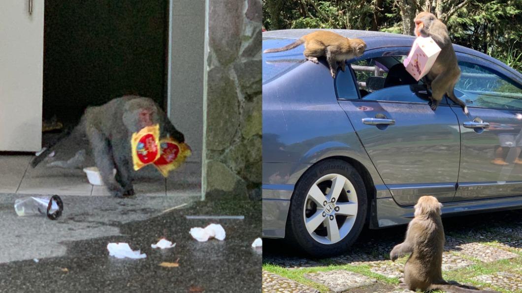 臺灣獼猴出現搶食行為。（圖／翻攝自玉山國家公園粉專）