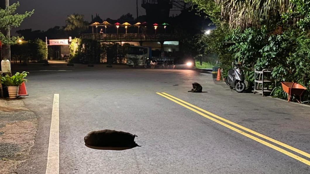 黑狗躺在馬路上，被網友誤以為是地上破洞。（圖／翻攝自簡子寧臉書）