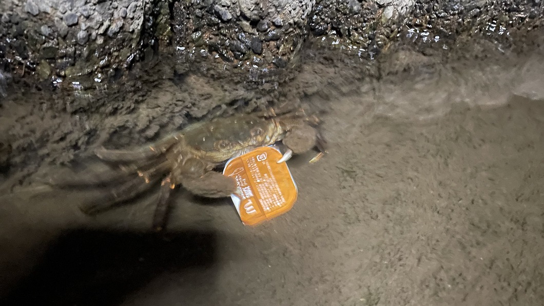日本一名女網友分享河邊散步時看到有螃蟹抱著麥當勞燒烤醬現蹤。（圖／翻攝自推特ぺんぺん @youkanoicne）