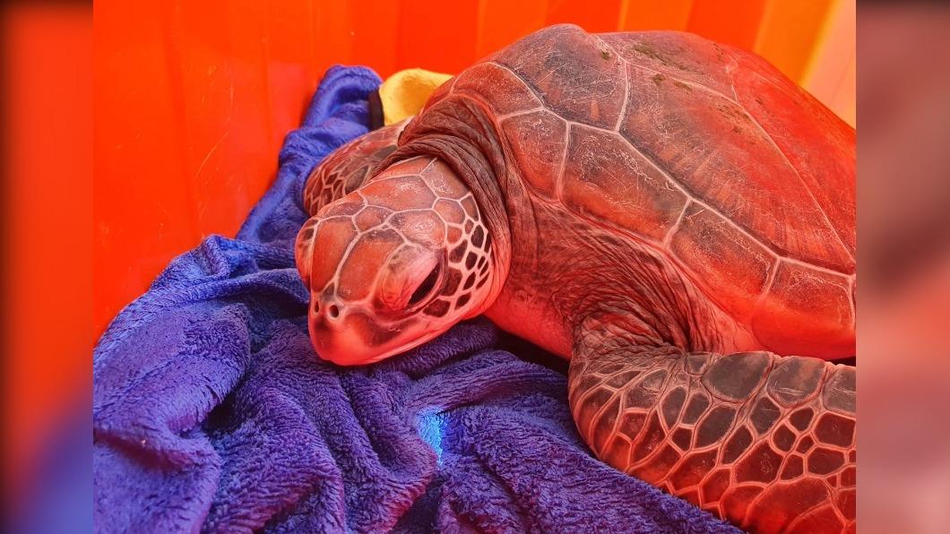 Satellite-tagged sea turtle triumphs over tumors in Taiwan (Photos for illustration purposes only) Satellite-tagged sea turtle triumphs over tumors in Taiwan