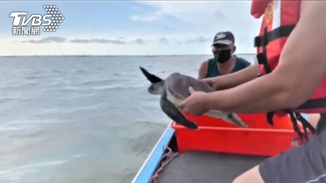 海巡署在東石漁港內發現一隻保育類綠蠵龜。（圖／中央社）