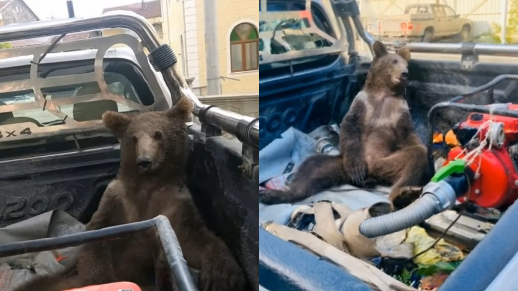 土耳其一隻小棕熊被人發現疑似像醉漢一樣整個ㄎ一ㄤ掉。（圖／翻攝自臉書粉專T.C. Tarım ve Orman Bakanlığı）