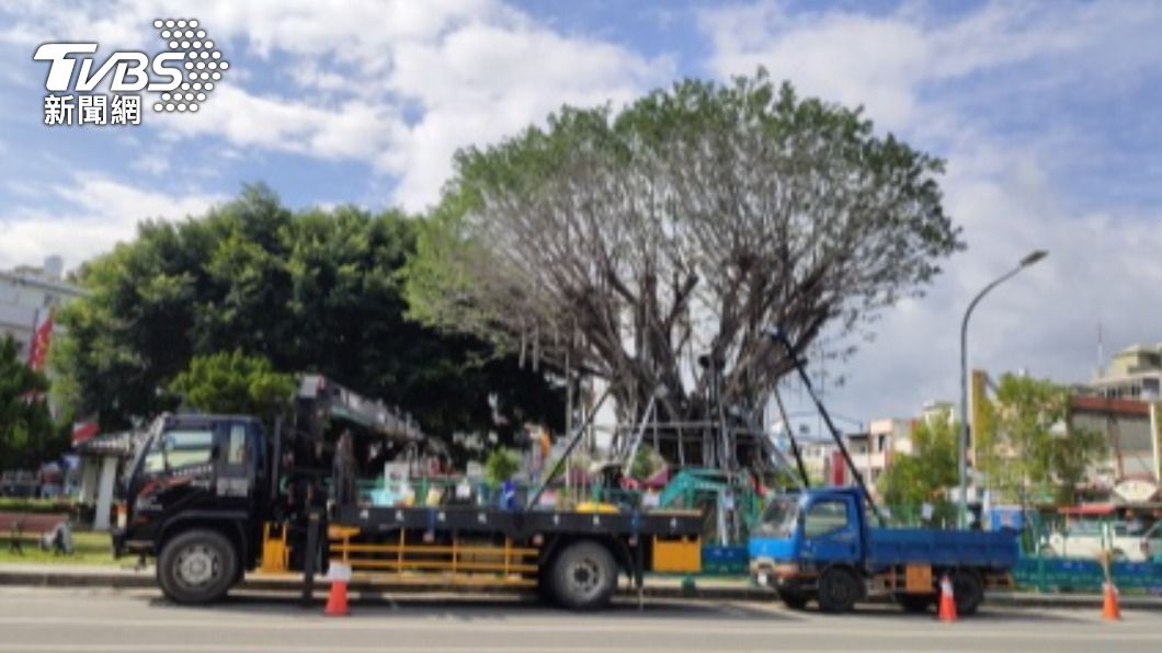 台東市三角公園的老榕樹經1年照護，生命力已恢復逾6成。（圖／中央社）