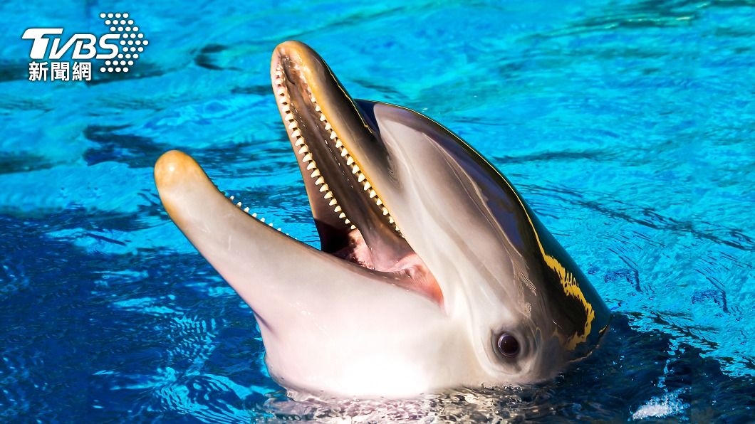日本海水浴場出現海豚咬傷泳客的情況。（示意圖／shutterstock達志影像）