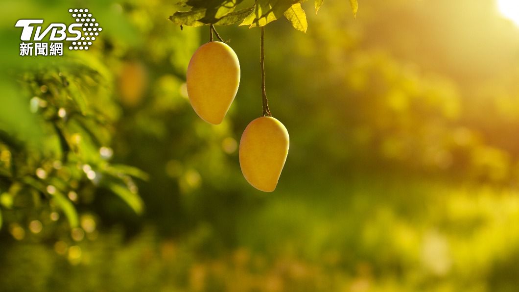 愛文芒果含有豐富的營養素，如多酚、ß-胡蘿蔔素及膳食纖維。（示意圖／shutterstock達志影像）