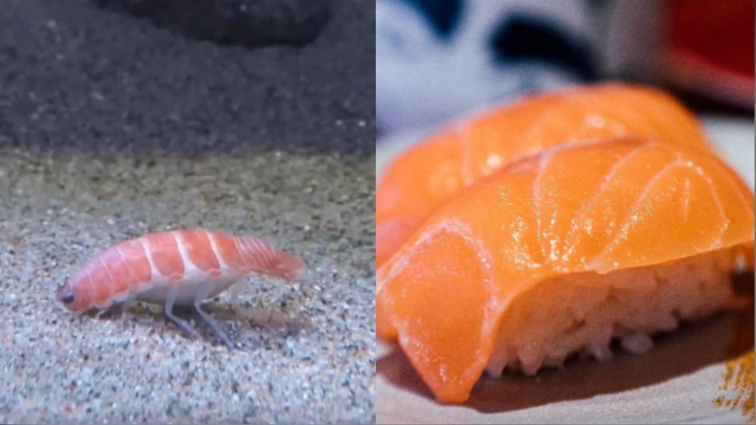 神秘生物外型像鮭魚壽司。（圖／翻攝自推特@aquamarinestaff、Shutterstock達志影像）