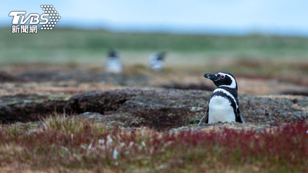 居住在福克蘭群島的麥哲倫企鵝幼鳥。（圖/達志影像美聯社）