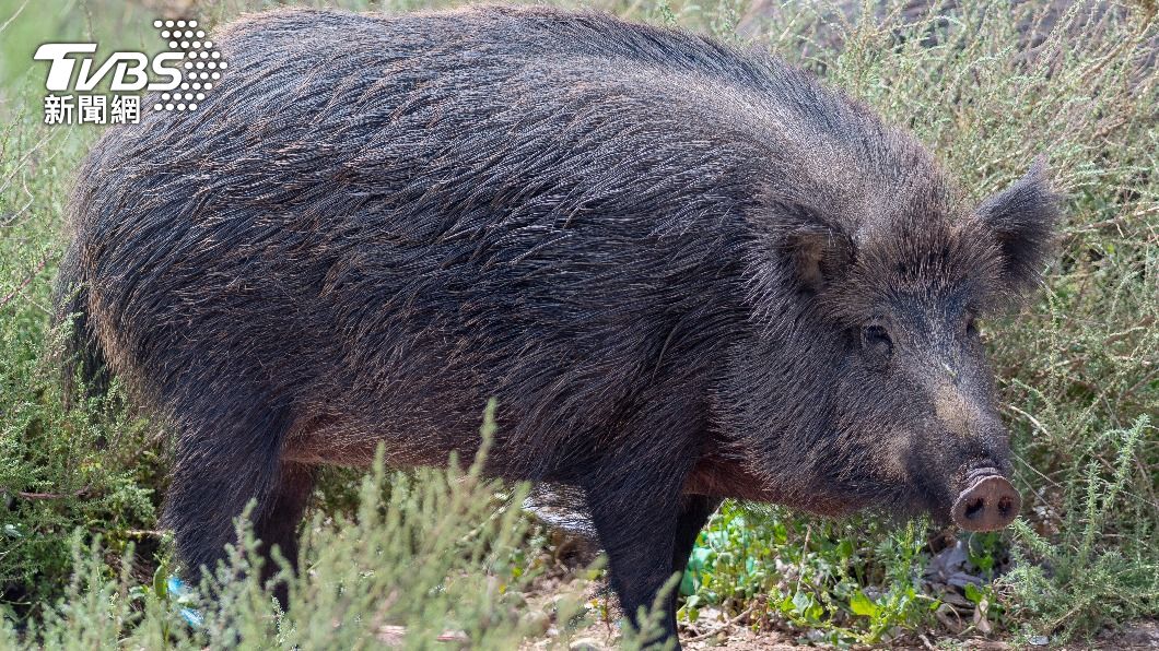 西班牙近年來野豬數量遽增，當局估計明年將超過200萬隻。（示意圖／shutterstock 達志影像）