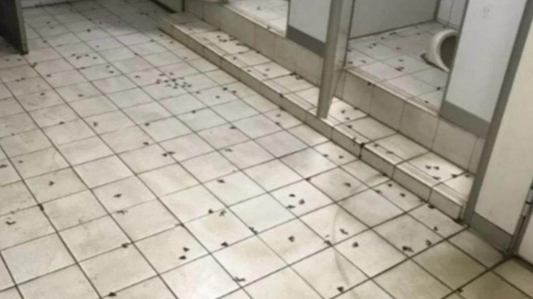 網友表示房間內相當潮濕，且廁所在雨季還會有許多大水螞蟻。（圖／翻攝自Dcard）
