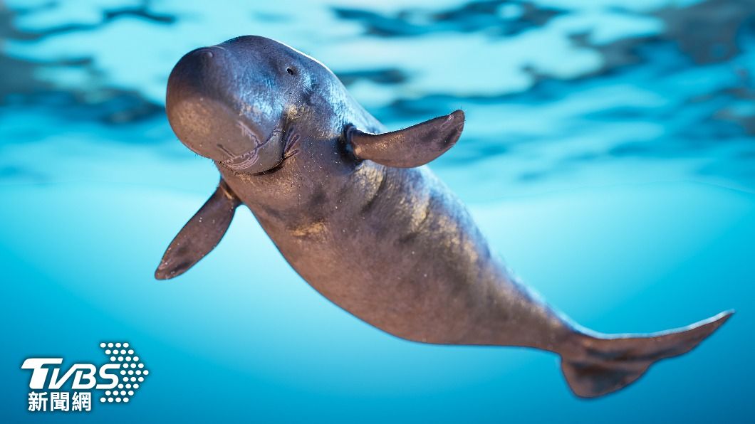 傳說是美人魚形象的原型，最古老海洋動物之一的「儒艮」（dugong），已在大陸滅絕。（示意圖／shutterstock 達志影像）
