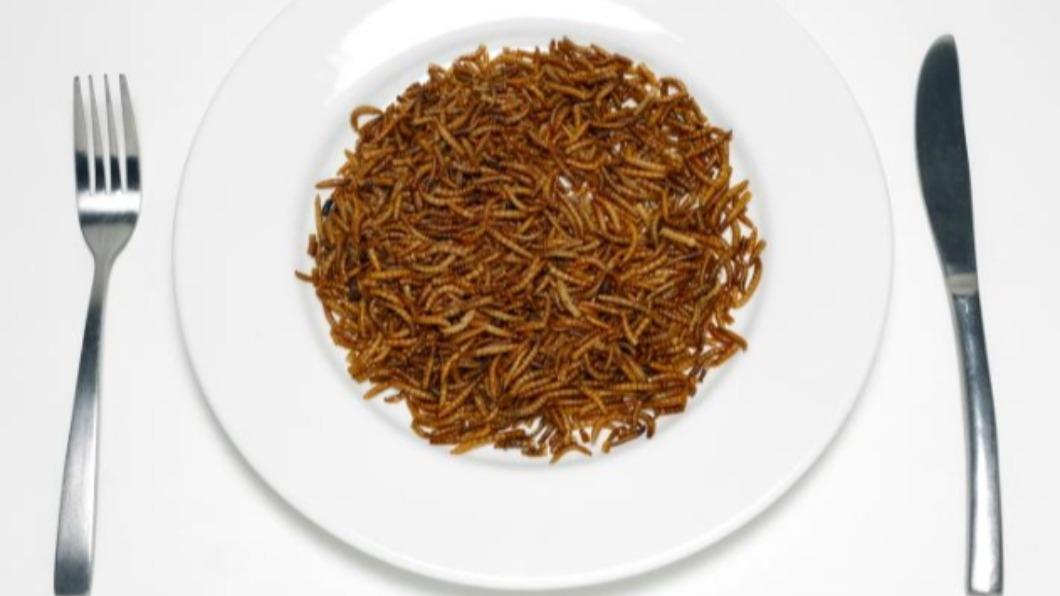 科學家稱廣泛食用「黃粉蟲」（Mealworm），能夠解決全球的飢餓問題。（圖／翻攝自紐約郵報）