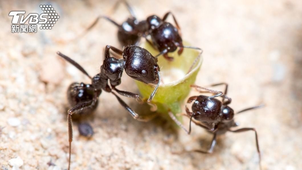 「野蠻收割家蟻」不只體型大，繁衍力也極強。（示意圖／shutterstock達志影像）
