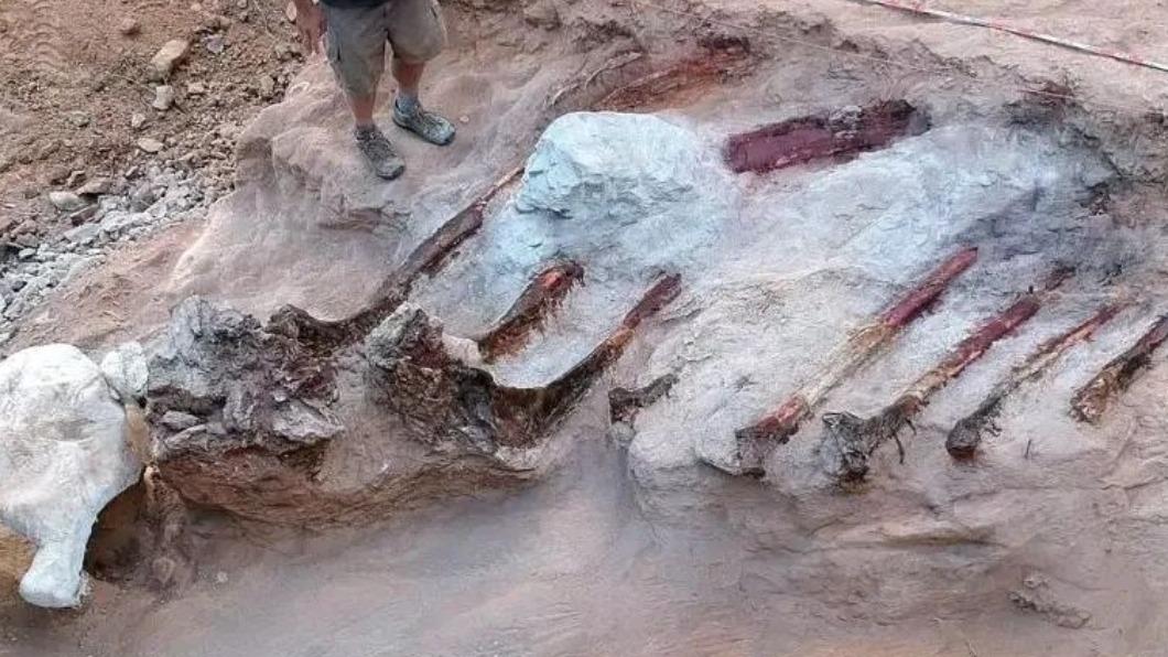 葡萄牙男子在自家的花園地下挖出超大恐龍化石。（圖／翻攝自臉書 IDL - Instituto Dom Luiz）