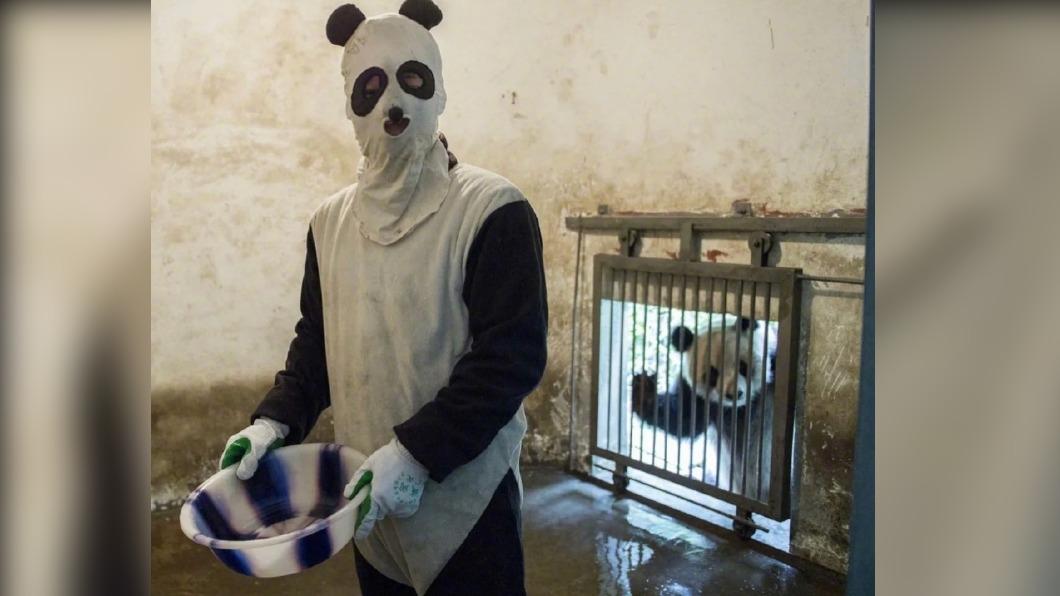 熊貓飼養員（圖/翻攝自陸媒）