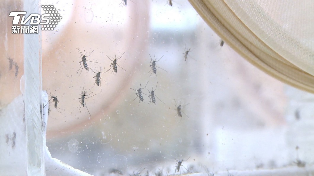 現在不只是夏天，就連冬天都有不少蚊子出沒。（示意圖／TVBS資料畫面）