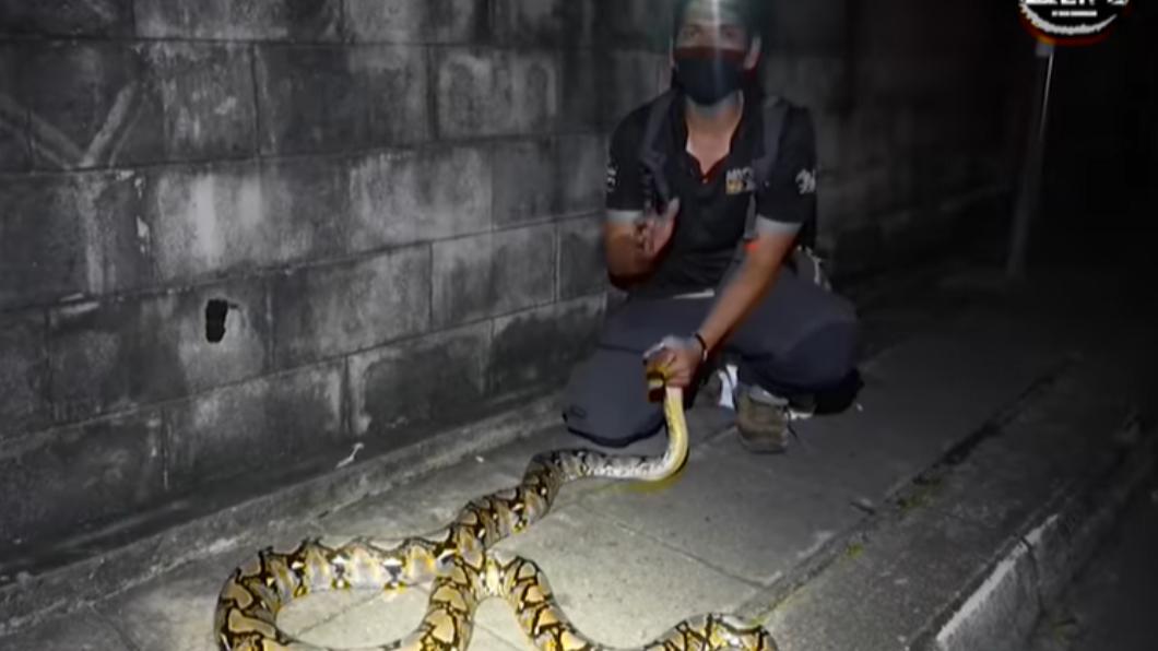 在泰國曼谷，每年可清除約6萬條蛇。（圖／翻攝自Nick Wildlife臉書）