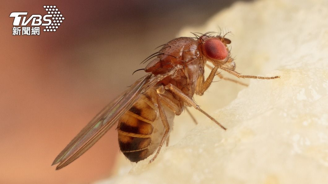 果蠅被稱為是自然界中的「過動兒」。（示意圖／shutterstock達志影像）