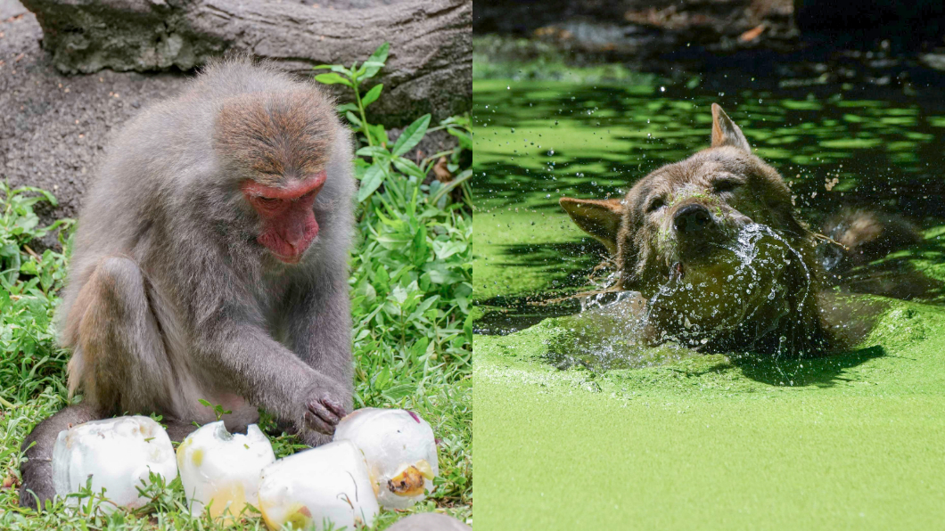 （左）獼猴用冰塊消暑、（右，詹德川攝）灰狼泡進池裡。（圖／台北市立動物園提供）