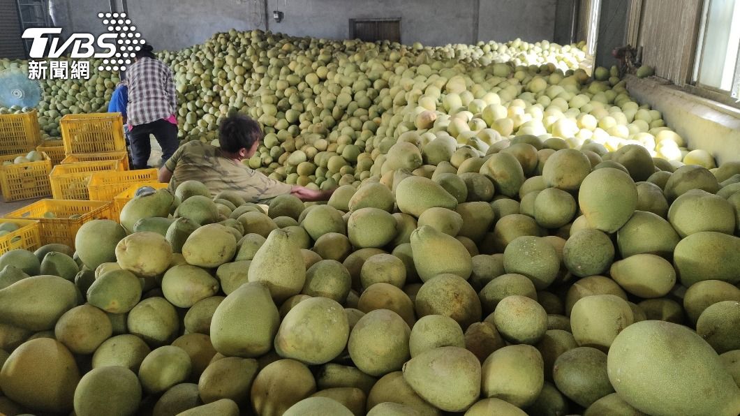 農民趕在颱風颳起風雨前搶收柚子。（圖／中央社）