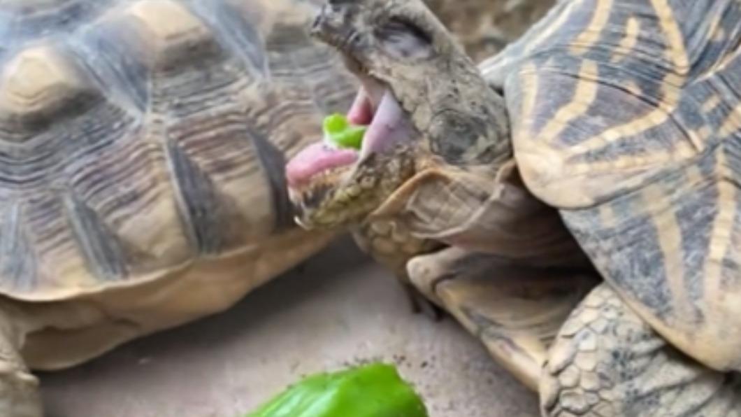 道路驛站紀寶町海龜公園的一隻印度星龜初次品嘗青椒，表情超痛苦。（圖／翻攝自@umigamekouen推特）