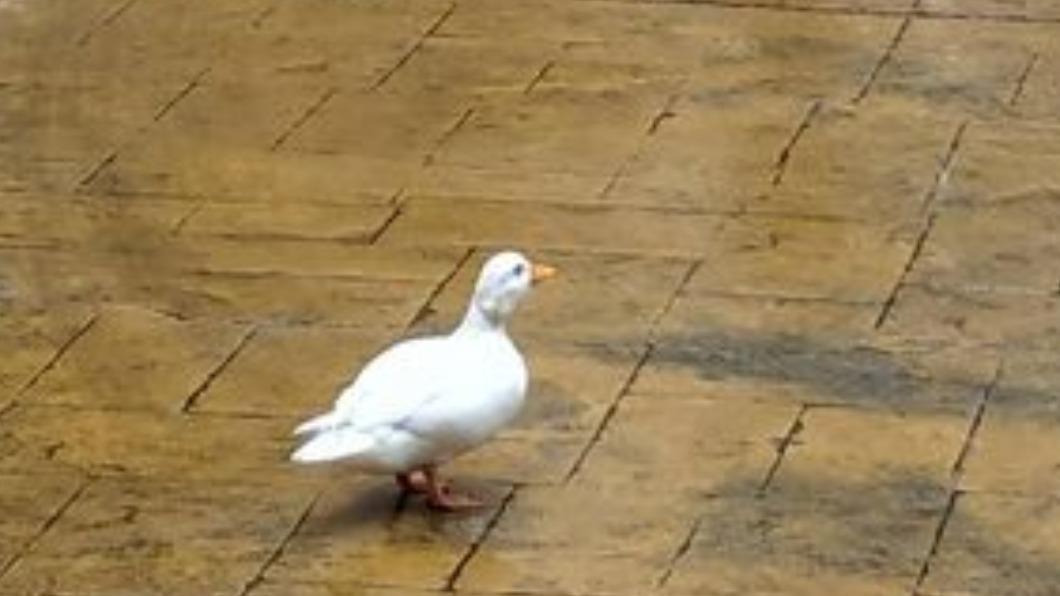 有網友颱風天撿到一隻鴨。（圖／翻攝自PTT）