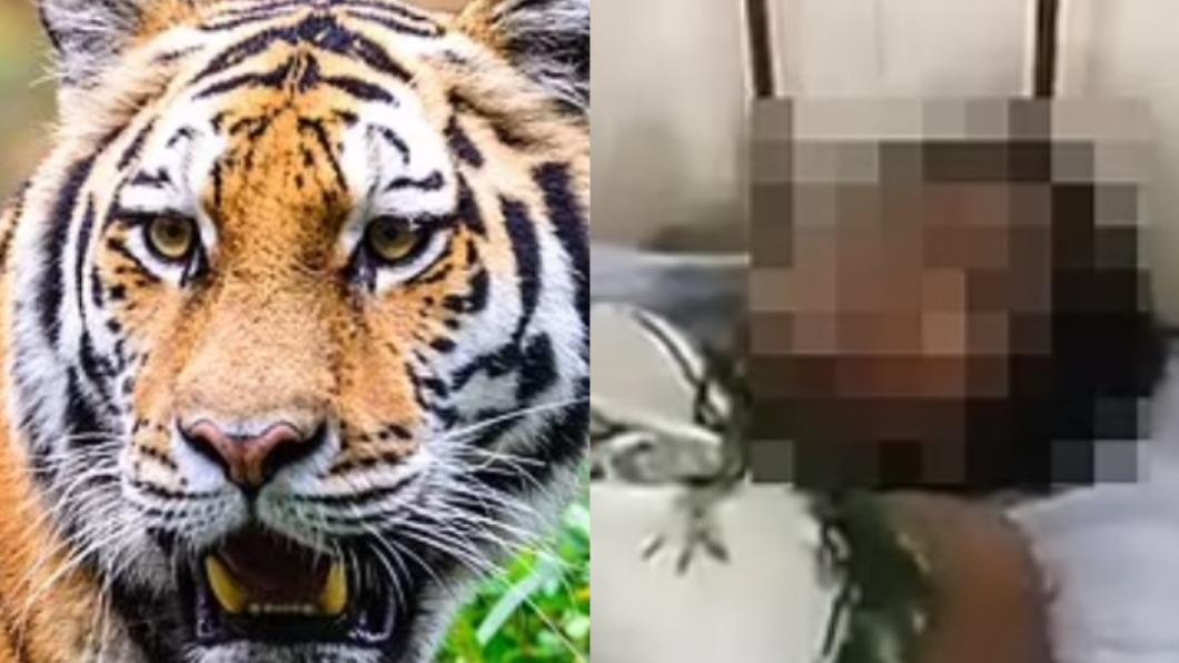25歲的印度女子阿肯娜（Archana Choudhary），在兒子被老虎攻擊之際，奮不顧身「徒手搏虎」。（圖／翻攝自每日郵報）