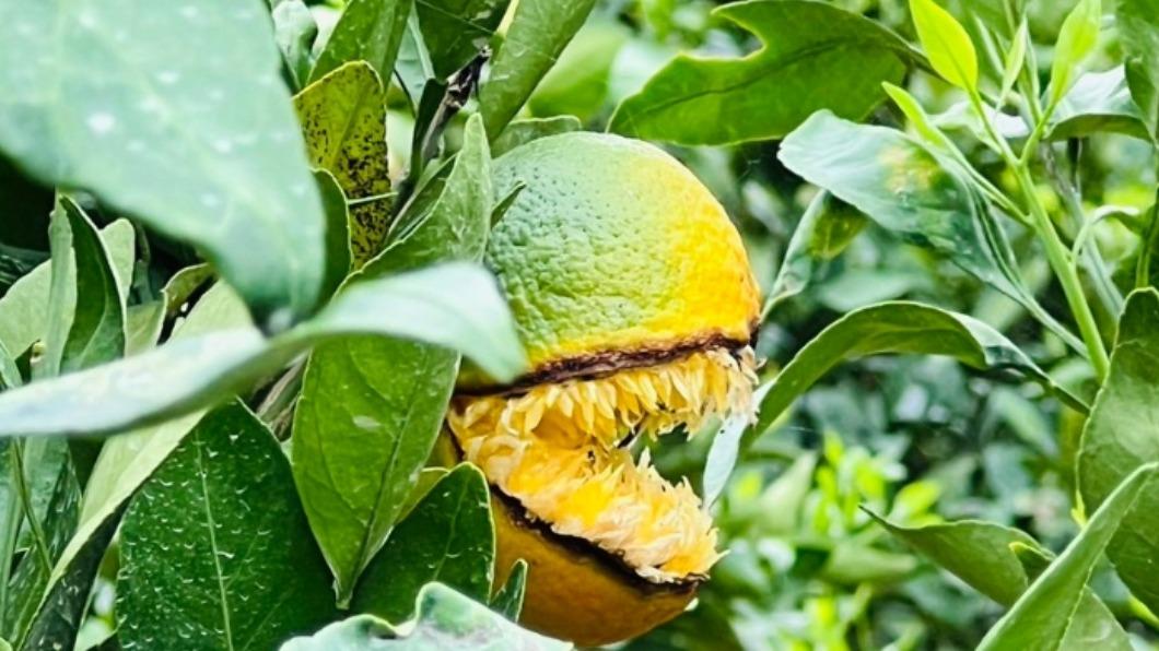 日本一處果園近日在採收時，竟意外發現一顆獠牙橘子。（圖／翻攝自nomakajuen推特）