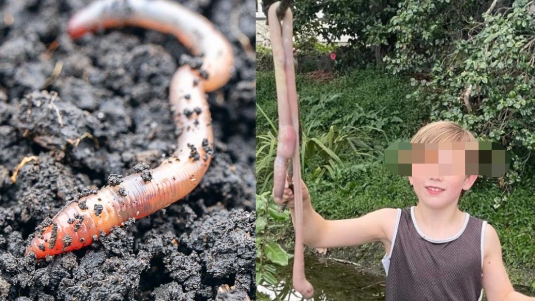 小男童遊玩花園，竟抓到超巨型蚯蚓。（合成圖／shutterstock達志影像、Chris Domigan-Pen News）