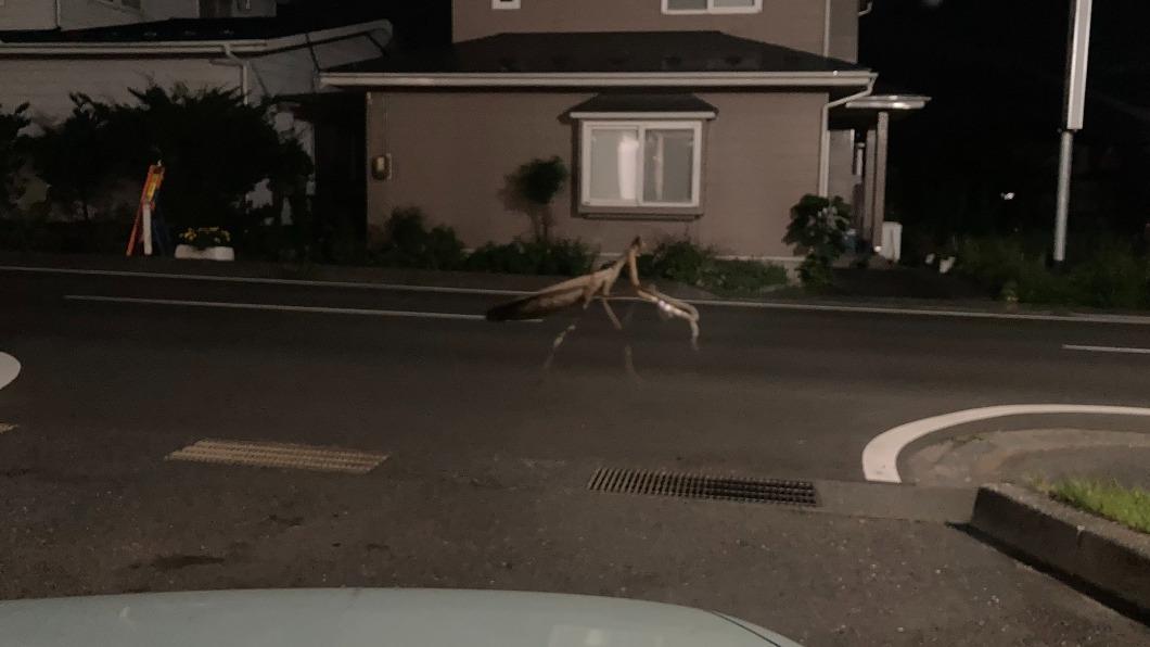 超巨大螳螂在路上趴趴走。（圖／翻攝自推特）