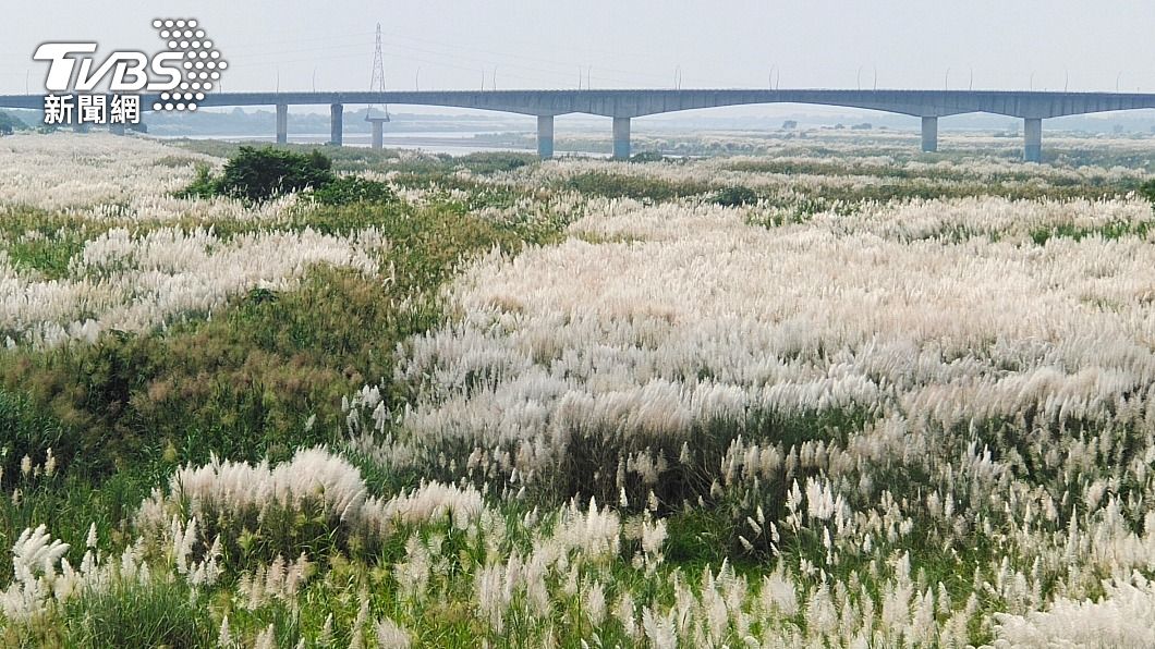 屏東九月雪!高屏溪畔盛開菅芒花 最佳賞景在這..│TVBS新聞網