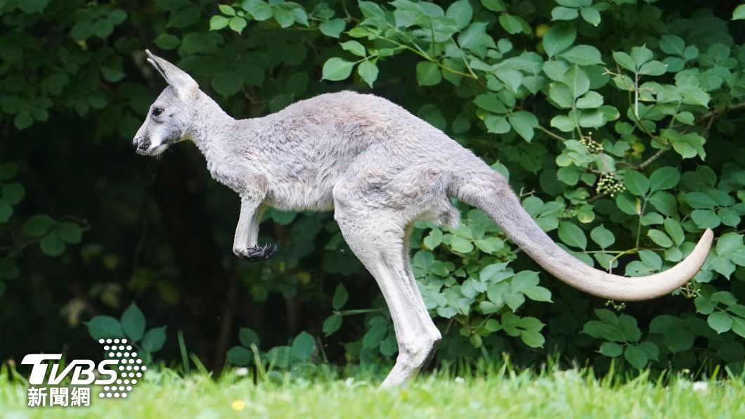 擁有強而有力的尾巴，袋鼠是澳洲特有生物。（圖/達志影像美聯社）
