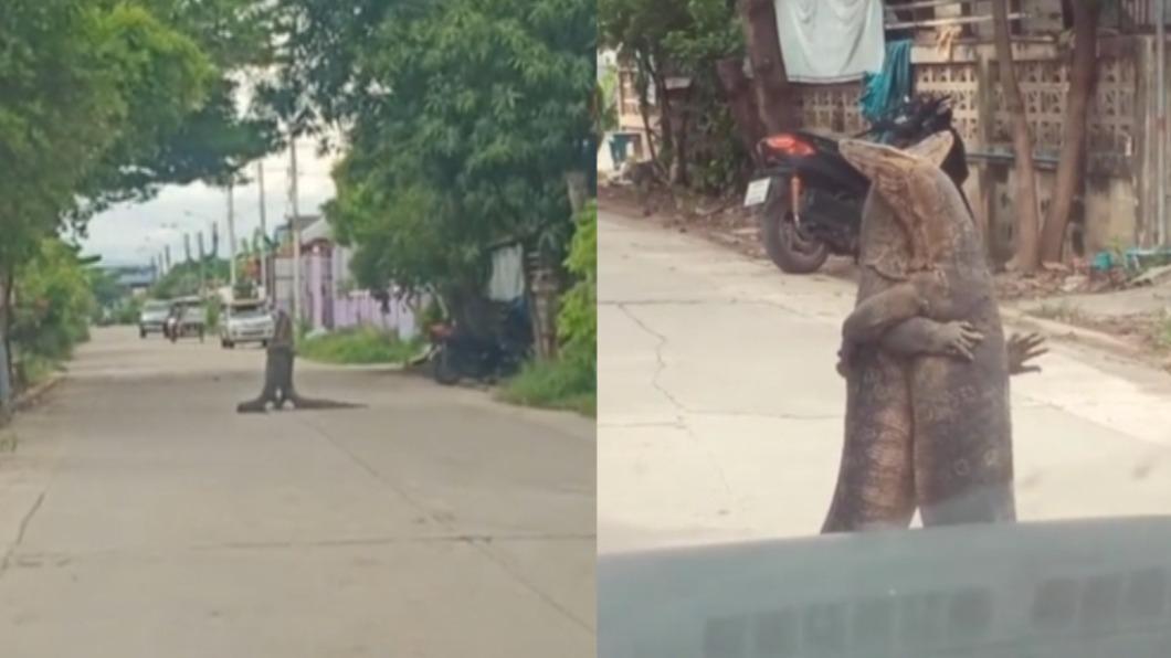 駕駛從遠處開近，赫然發現兩隻巨蜥擁抱站立在路中。（圖／翻攝自 thanatchapan_kot TikTok）