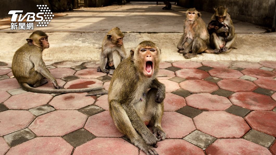 印度北方邦又傳出猴群攻擊的死亡事件。（示意圖，非當是猴／shutterstock 達志影像）