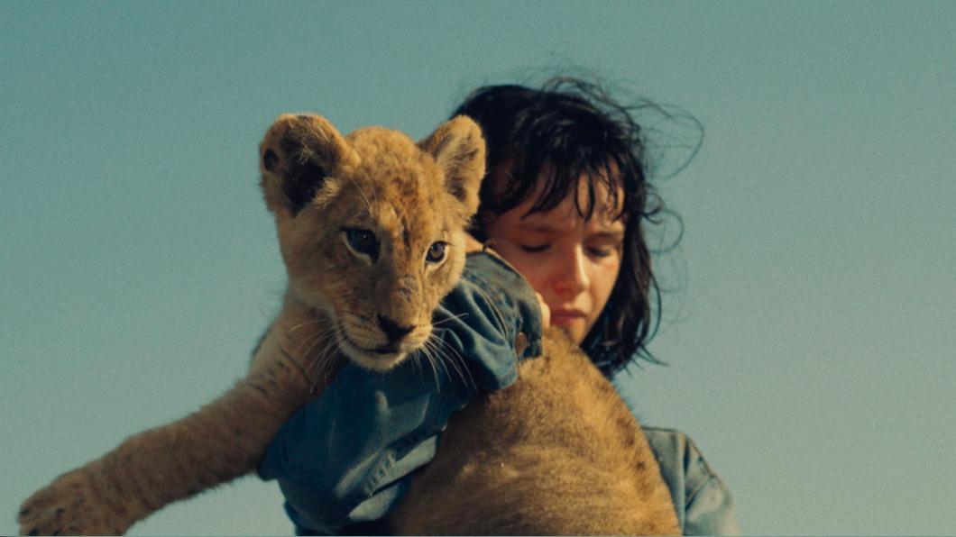 《小獅子王》找來年僅13歲的潛力新星盧蘭布雷希特（Lou Lambrecht）飾演女主角，將迷路的小獅子送回牠在非洲的家。（圖／中影提供）