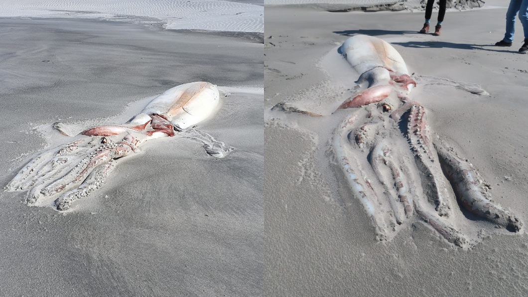 紐西蘭海灘日前發現一隻已經死亡的大王烏賊。（圖／翻攝自臉書Anton Donaldson）