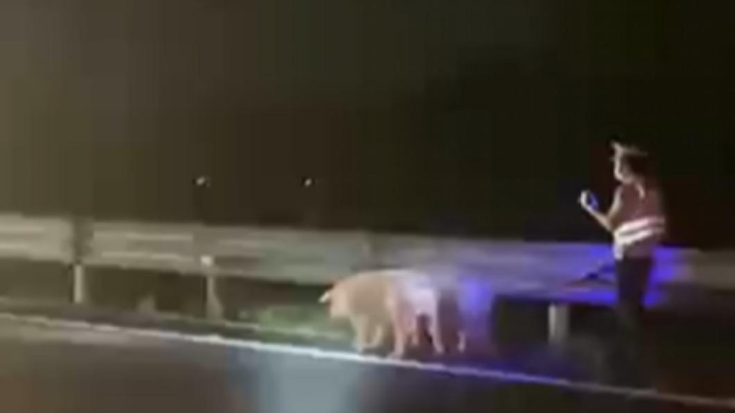 40隻豬在公速公路上狂奔，交警花了1個多小時才全部追回。（圖／翻攝自微博）