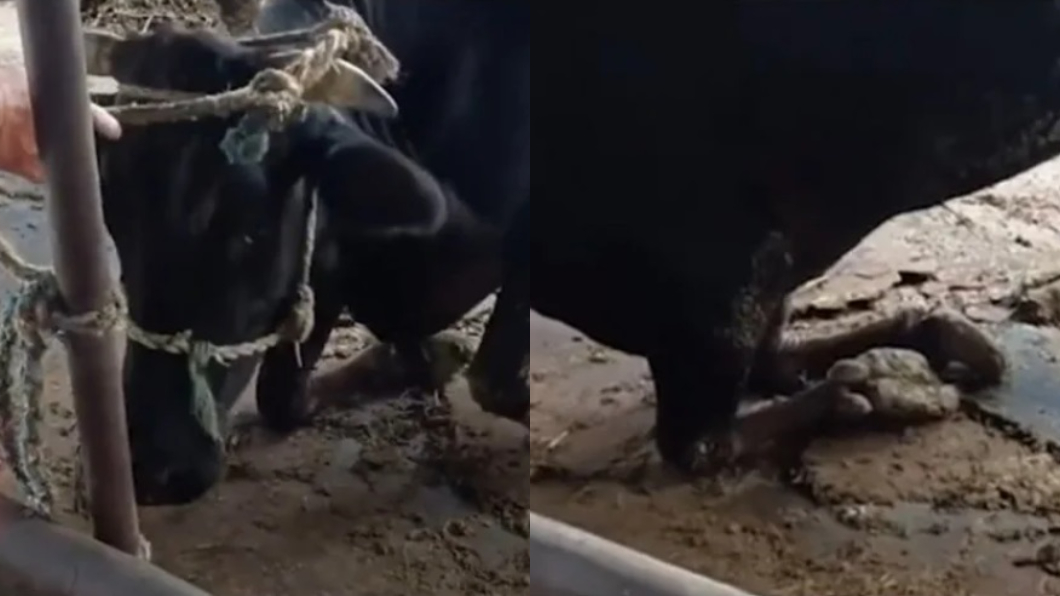 大陸安徽一名老農原本要賣掉母牛結果牠卻突然下跪。（圖／翻攝自微博）