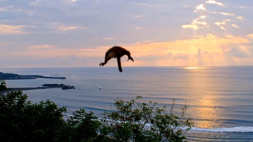 猴子被地震嚇得跳樹逃竄。（圖／翻攝自東管處臉書）