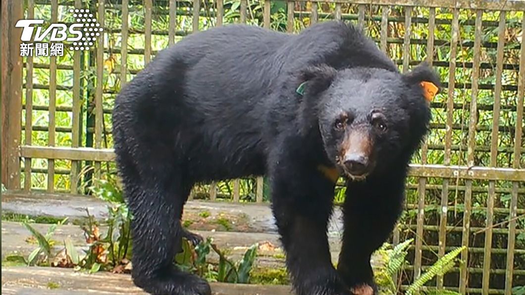 在東卯山被2次救援的編號M16711台灣黑熊。（圖／中央社）