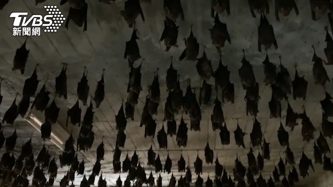 千隻蝙蝠高掛在佛寺內。（圖／TVBS）