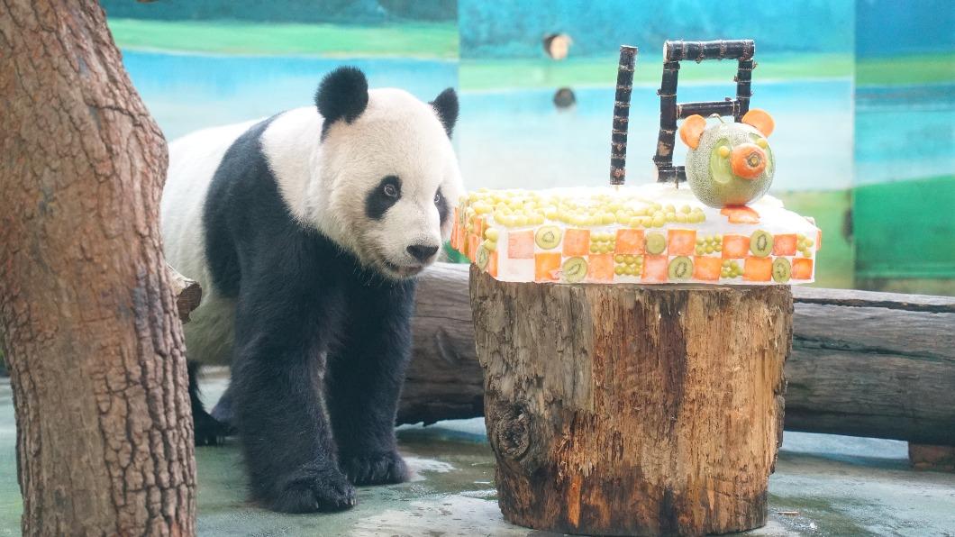 大貓熊「團團」9月1日剛過18歲生日。（圖／Taipei Zoo 臺北市立動物園提供） 月初剛慶18歲！大貓熊「團團」生病了　每年大啖蛋糕超可愛